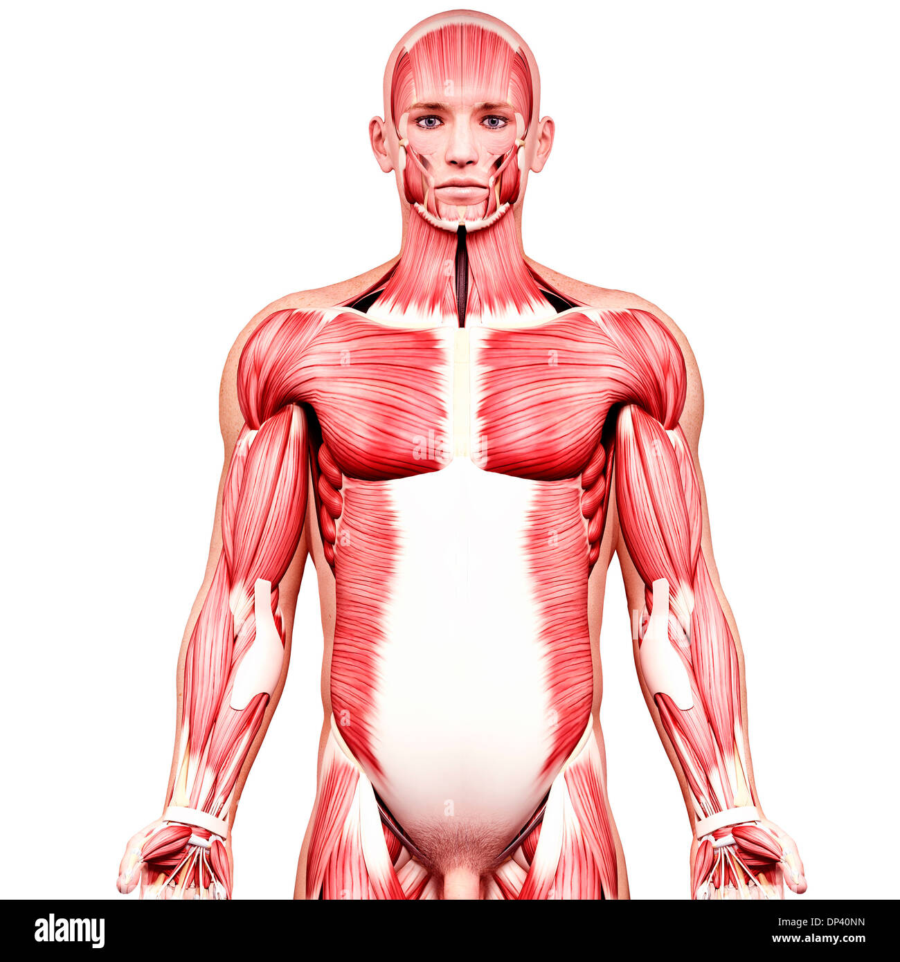 Ilustración de la musculatura masculina Fotografía de stock - Alamy