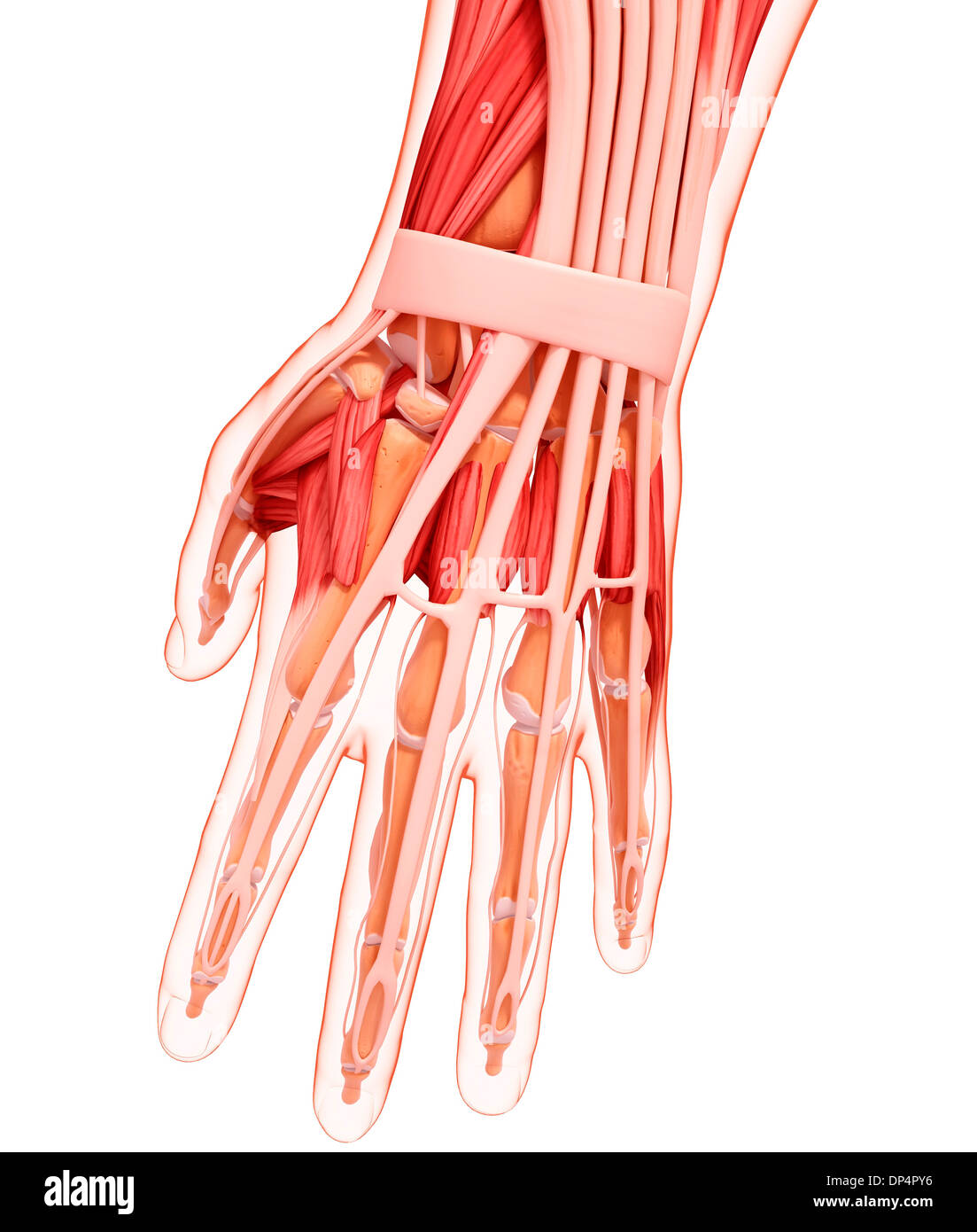 Hand Anatomy Concise Medical Knowledge