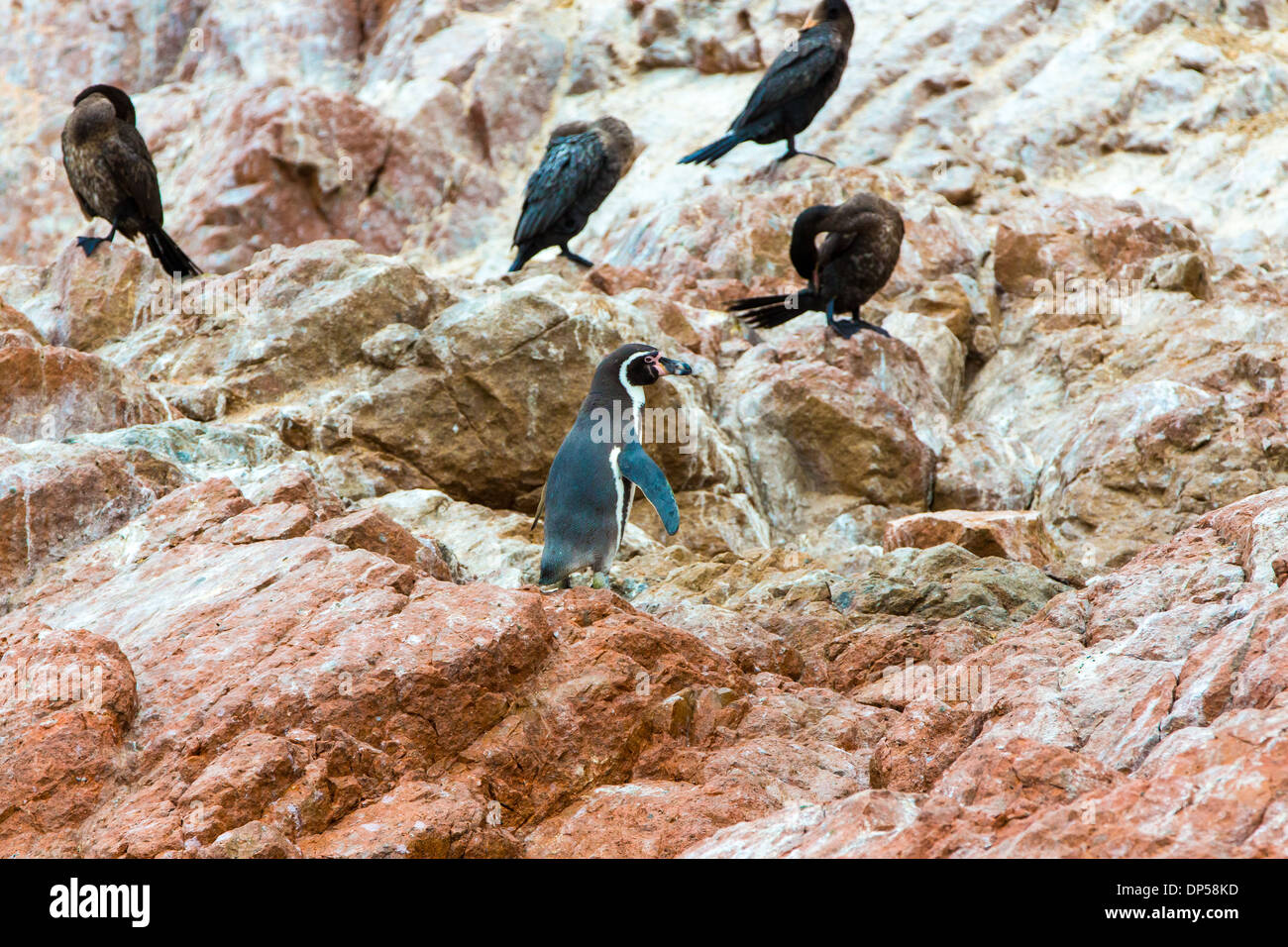 Los pingüinos de la costa de América del Sur en la Reserva Nacional de Paracas, Perú, Islas