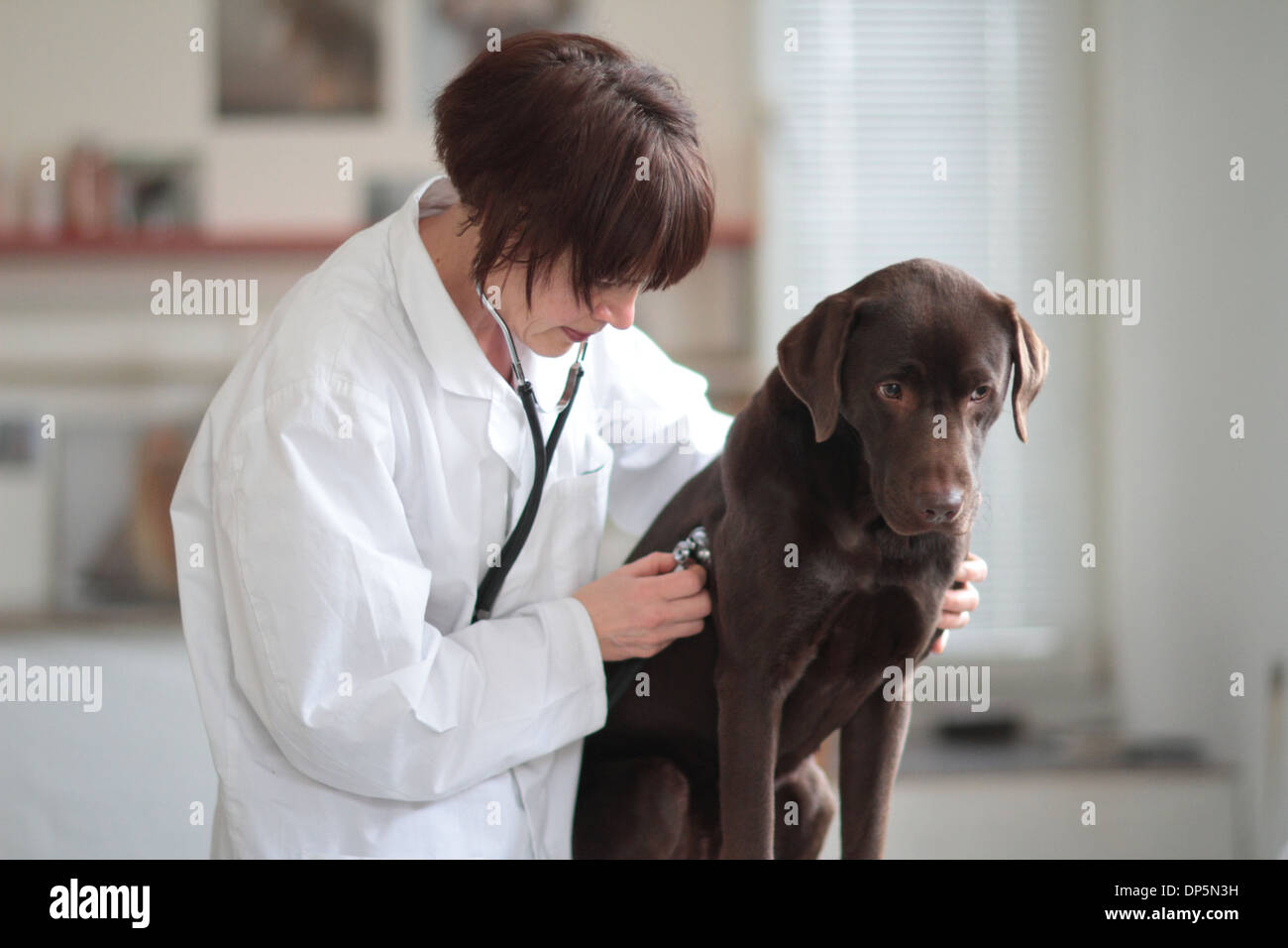 Una mujer de mediana edad caucásicos veterinario examina un perro medio alto en una cirugía para mascotas Foto de stock