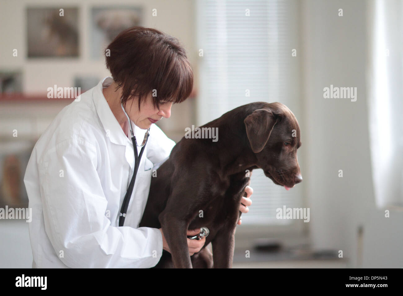 Una mujer de mediana edad caucásicos veterinario examina un perro medio alto en una cirugía para mascotas Foto de stock