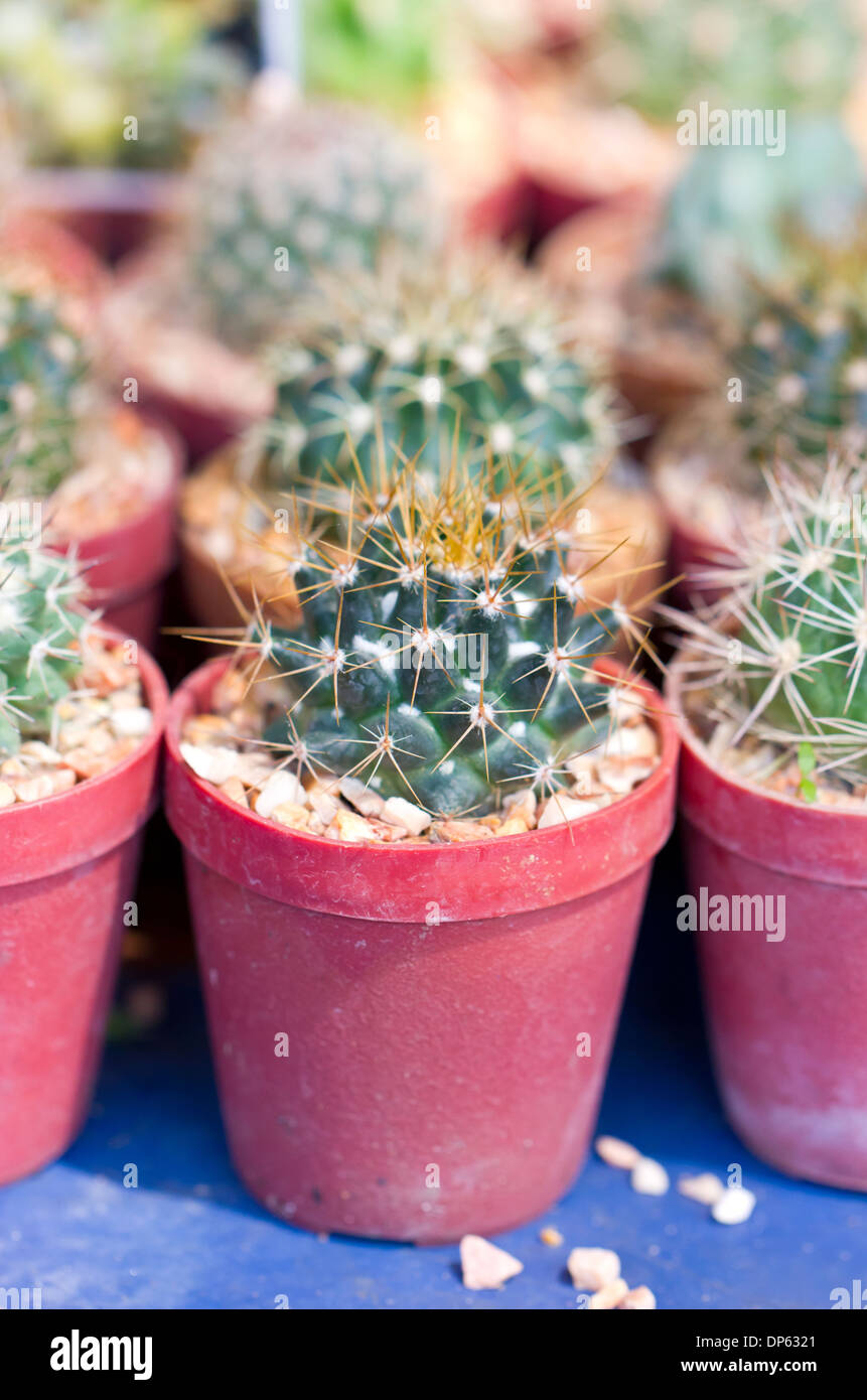 Pequeño cactus saguaro fotografías e imágenes de alta resolución - Alamy