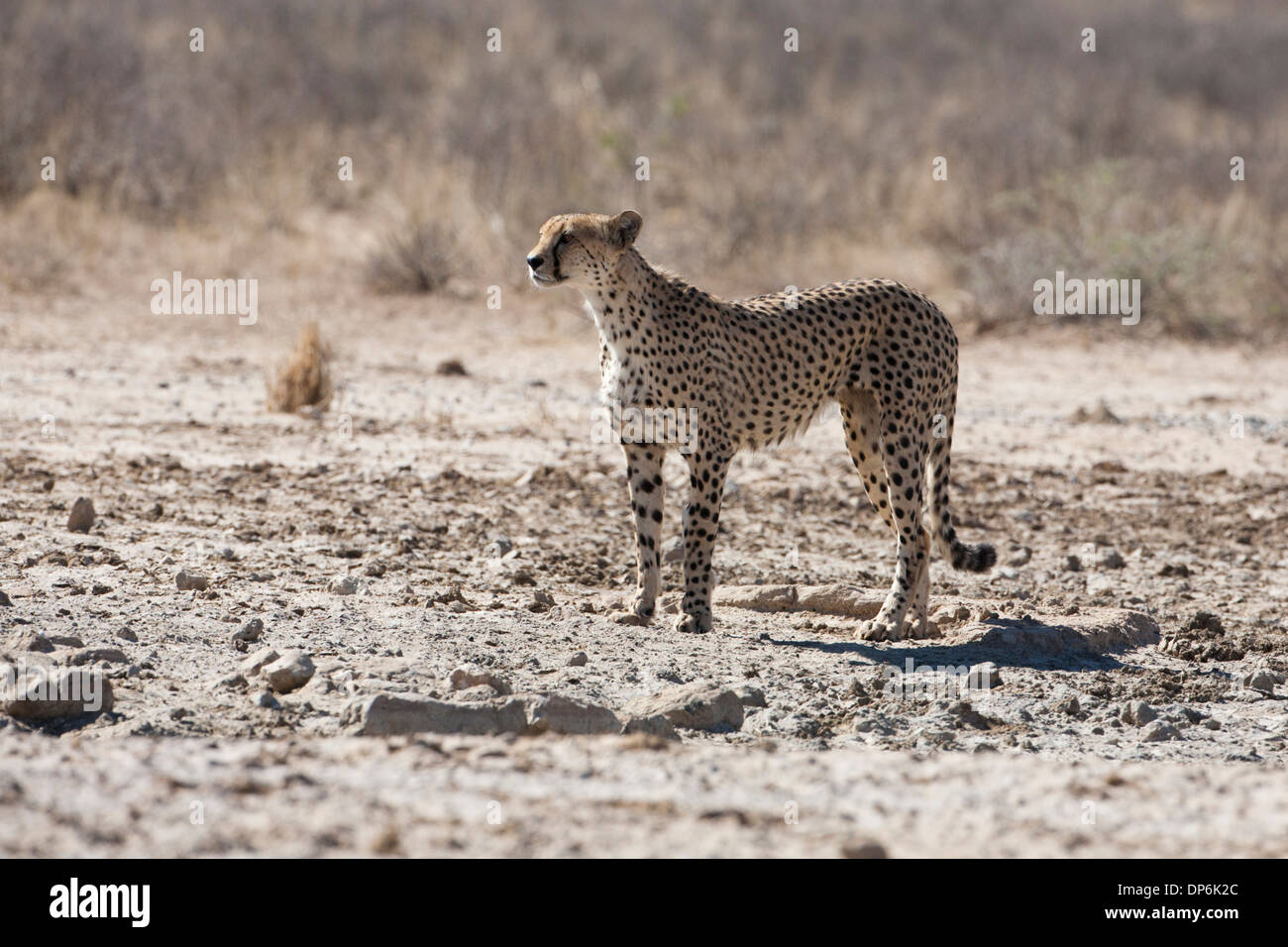 Guepardo macho en el Kalahari Foto de stock