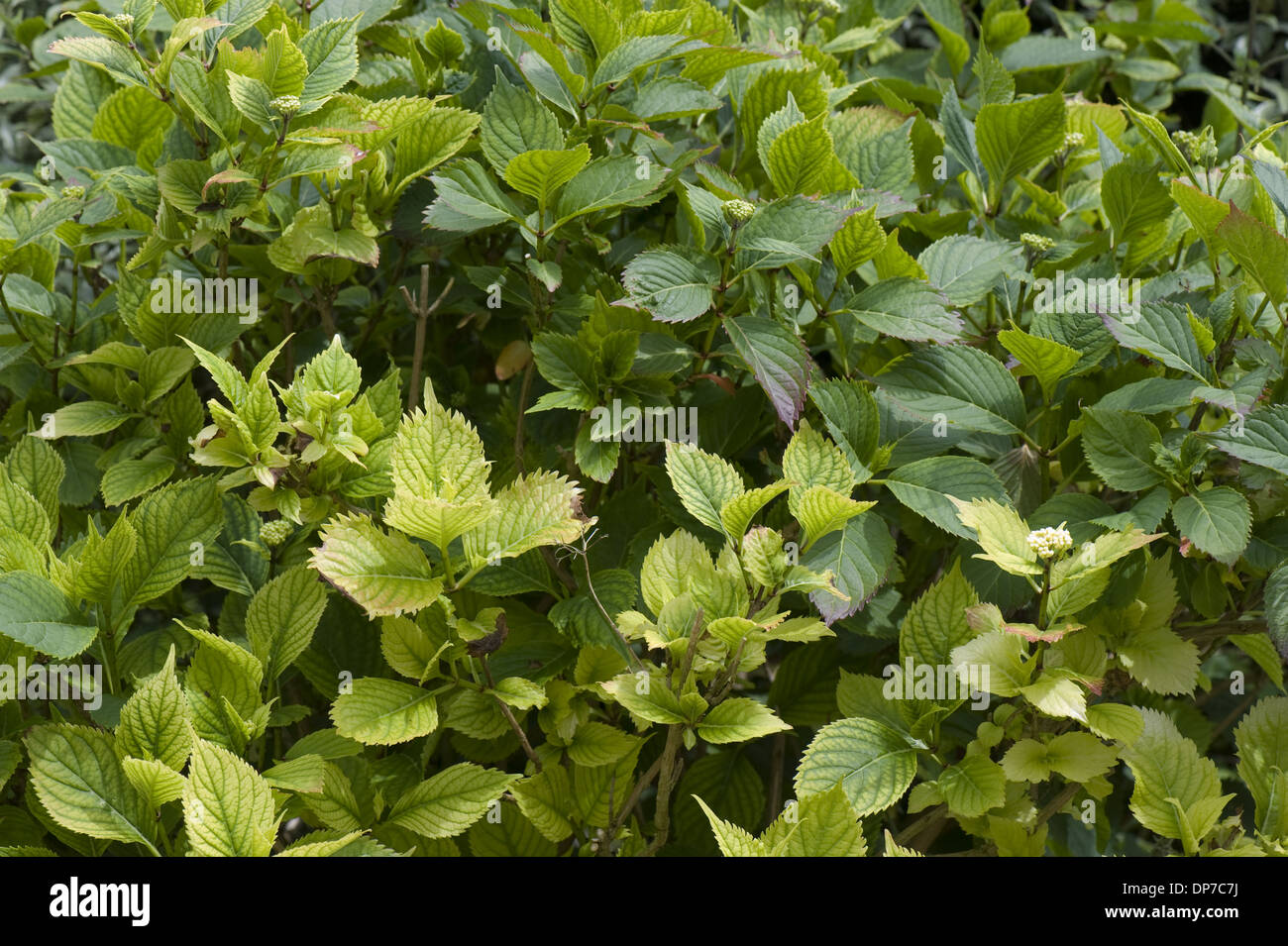 Lime inducida de hierro y deficiencia de nitrógeno causando clorosis de las hojas de un arbusto