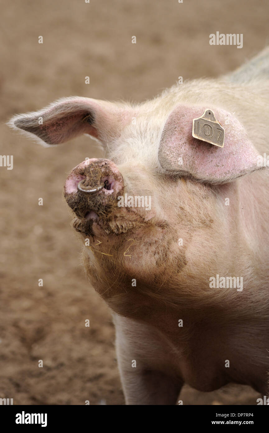 Cerdo con anillo en la nariz fotografías e imágenes de alta resolución -  Alamy