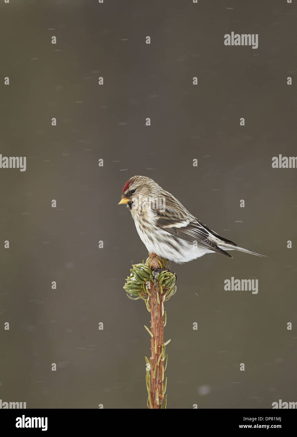 Arctic Redpoll (Carduelis hornemanni) hembra adulta / primer Plumaje de invierno encaramado en lo alto de conífera durante la nevada ligera Foto de stock