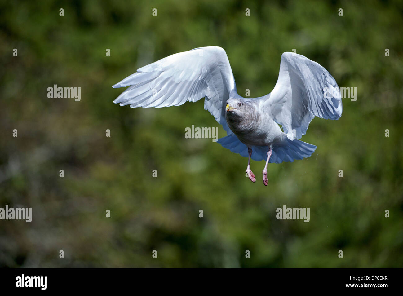 Alas glaucas (Larus glaucescens) en vuelo, Thronton Fish Hatchery, Ucluelet, British Columbia, Canadá Foto de stock