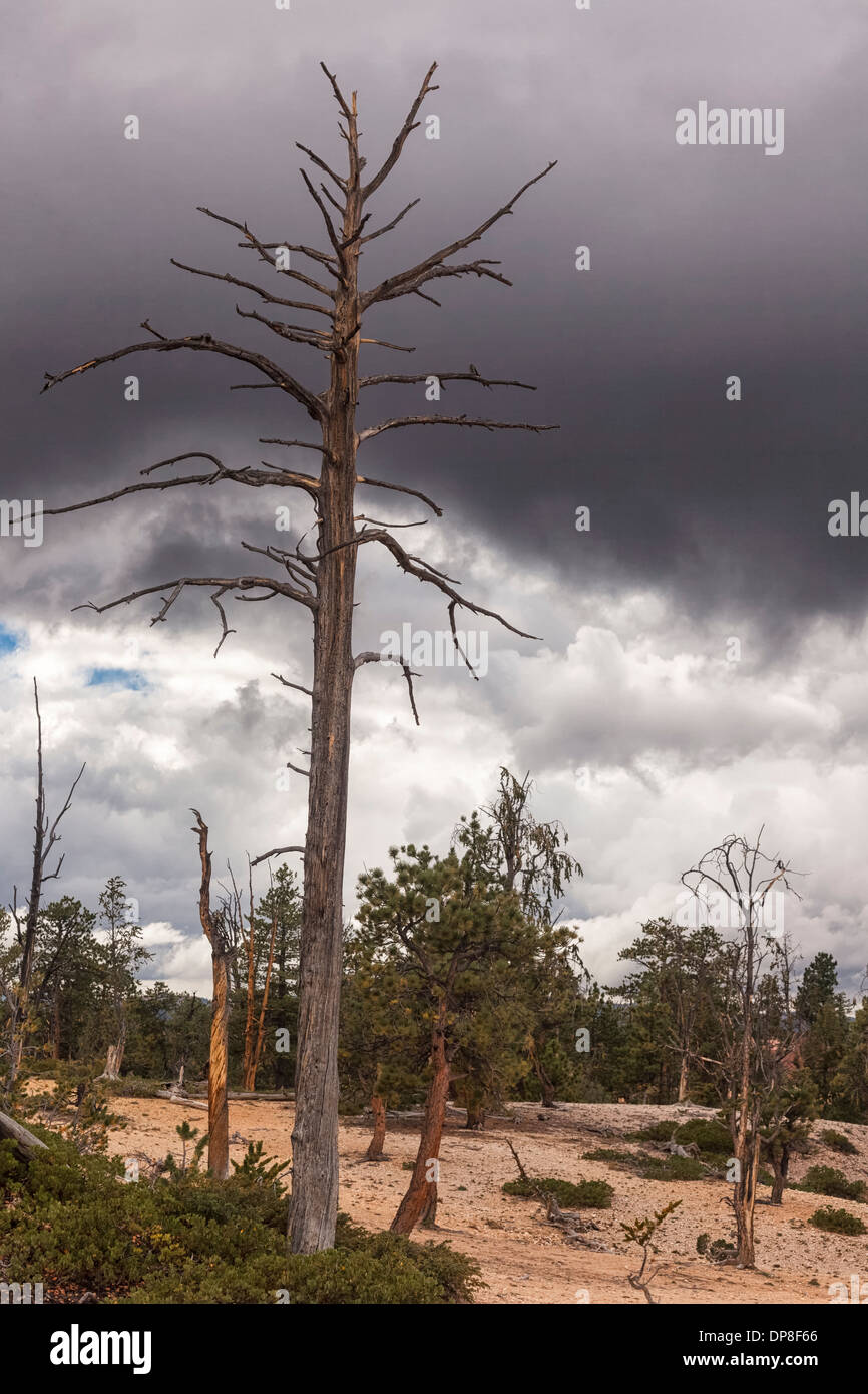 Cono de cerdas ponderosa y pinos, con huellas de incendio forestal,Bryce Canyon, Utah, EE.UU. Foto de stock