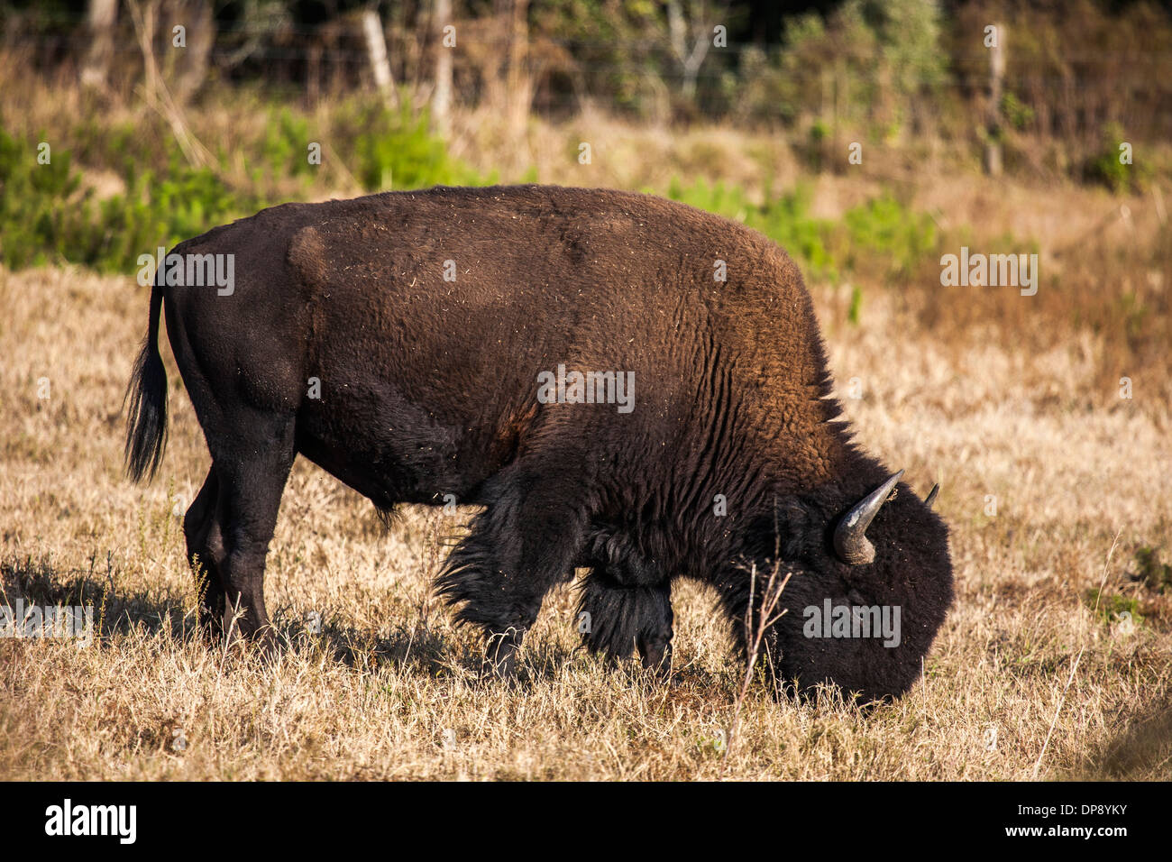 American el bisonte (Bison bison), también conocido como American el pastoreo de búfalos en un campo de hierba en la Florida Central Foto de stock