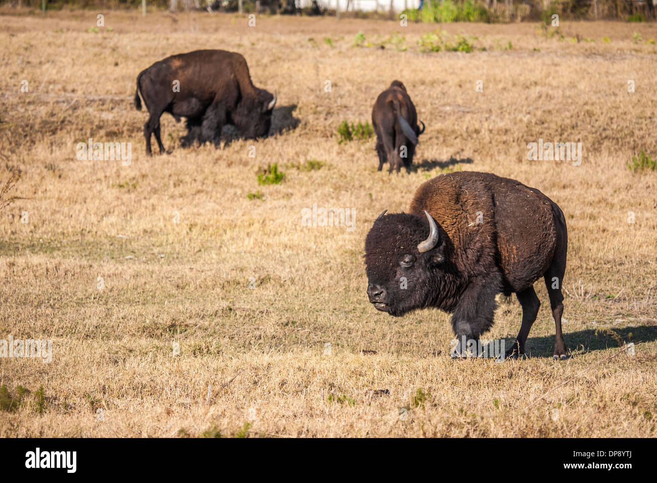 American el bisonte (Bison bison), también conocido como American el pastoreo de búfalos en un campo de hierba en la Florida Central Foto de stock