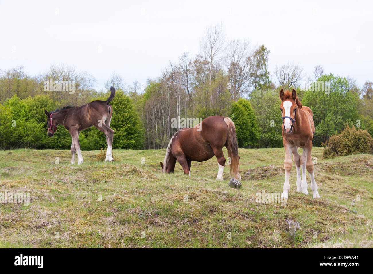 Comen caballos sobre el césped en el campo delante de bosque Foto de stock