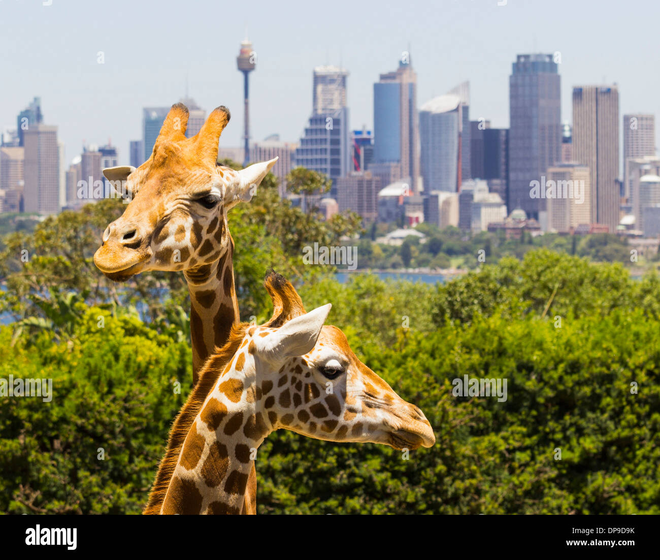 Jirafas en el Zoológico de Taronga, Sydney, Australia, con la ciudad detrás Foto de stock
