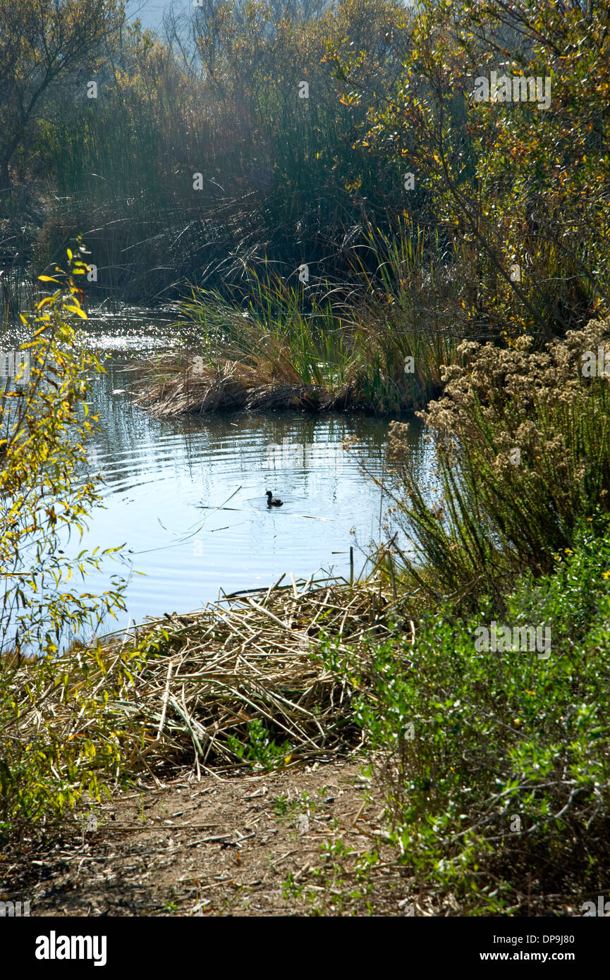 Ballona Wetlands en Marina Del Rey, California Foto de stock