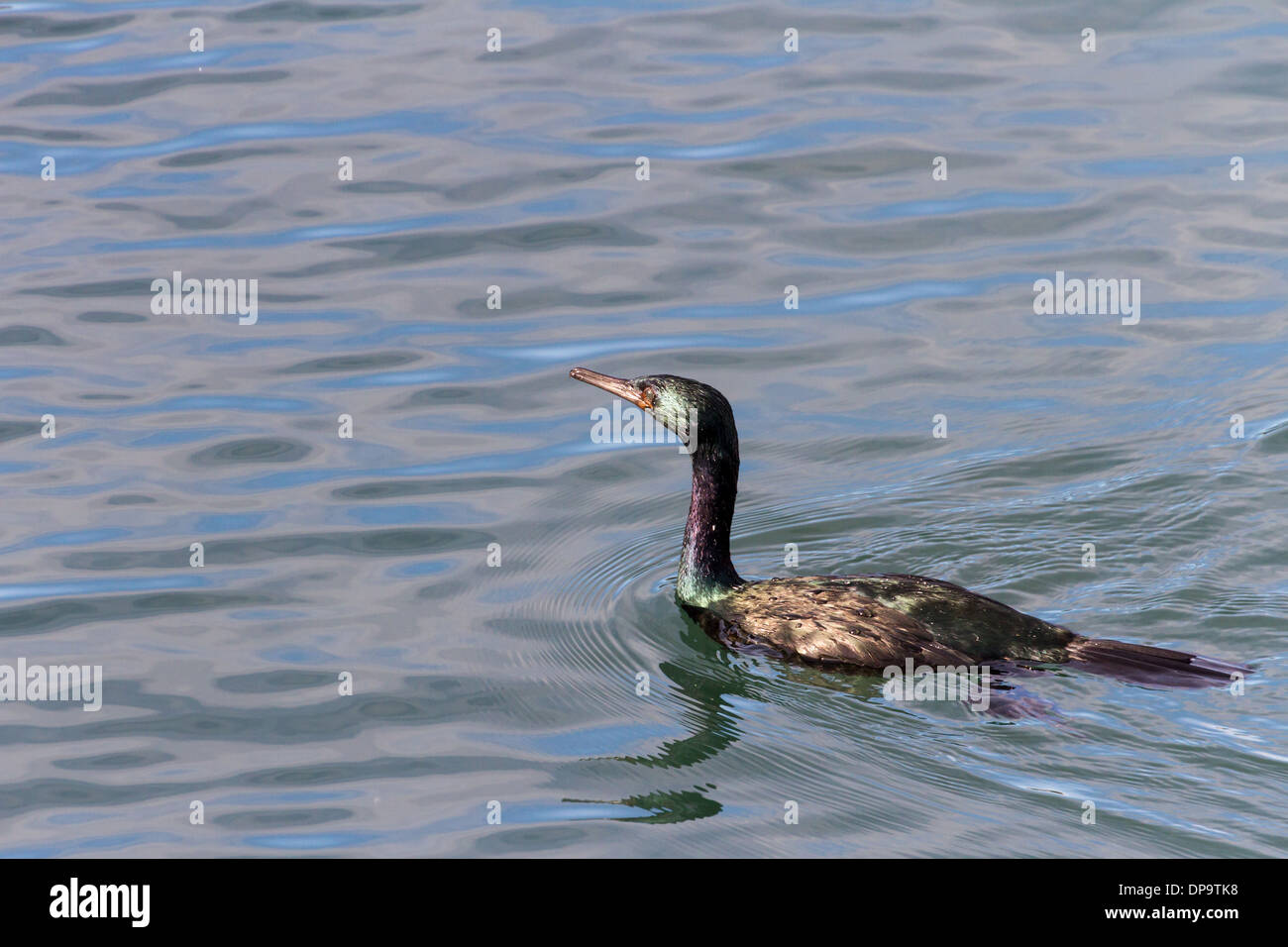 Cormorán pelágico de aves acuáticas en BC Canadá Foto de stock