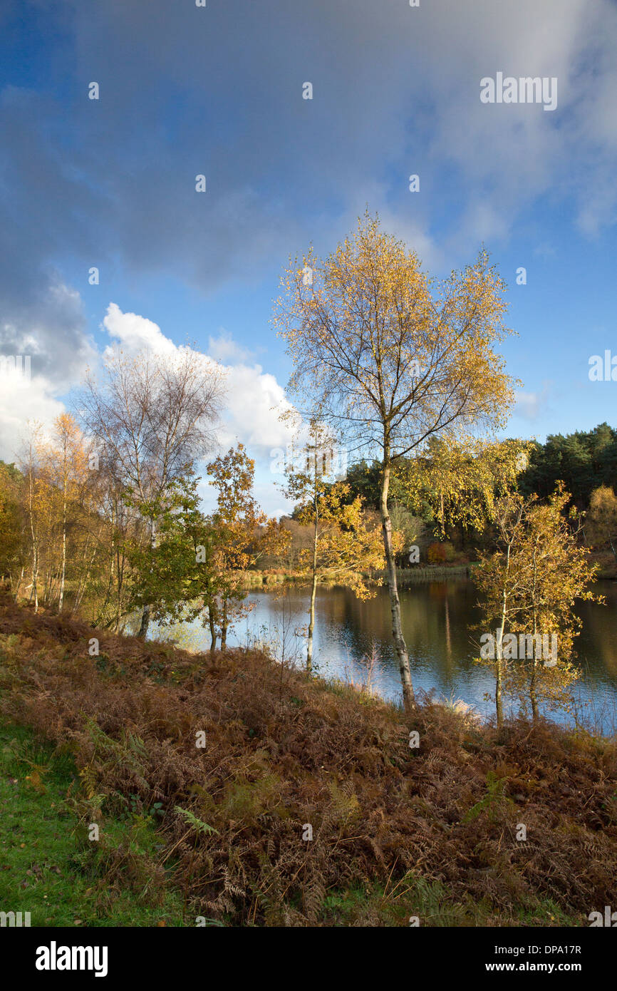 Impresionante matices otoñales matices y colores de los árboles se reflejan en las aguas de piscinas Roble justo en Cannock Chase AONB Foto de stock