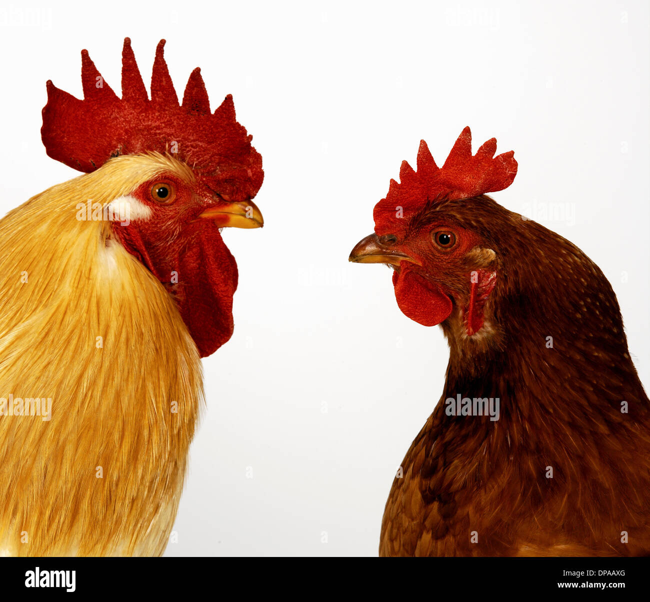La gallina y el gallo Foto de stock