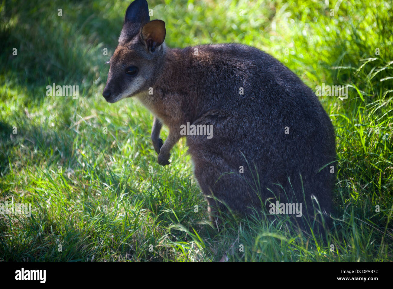 Canguro rojo australiano y el pequeño wallaby en la hierba y bush closeups Foto de stock