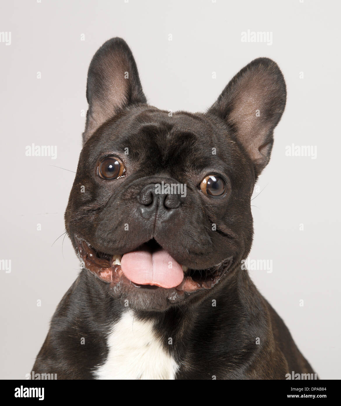 Bulldog francés con la boca abierta Foto de stock