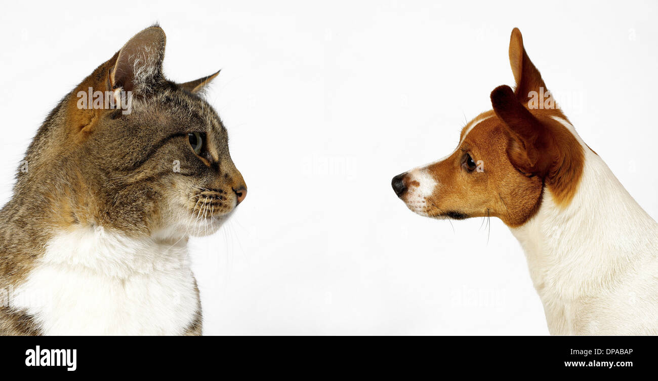 Cat and Dog mirarse Foto de stock
