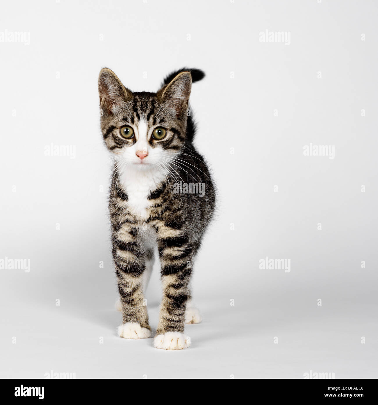 Retrato del gatito rayado Foto de stock