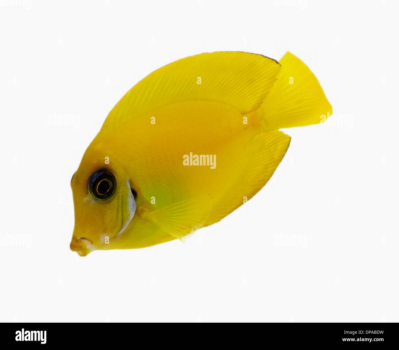 Tang amarillo Foto de stock