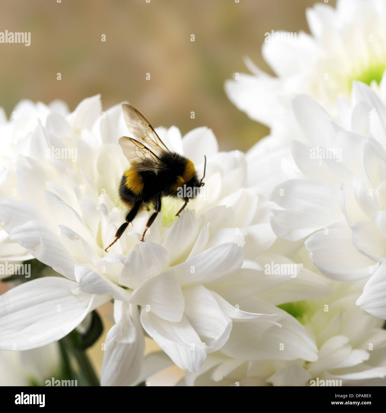 Bumble Bee sobre blanco Crisantemo Foto de stock