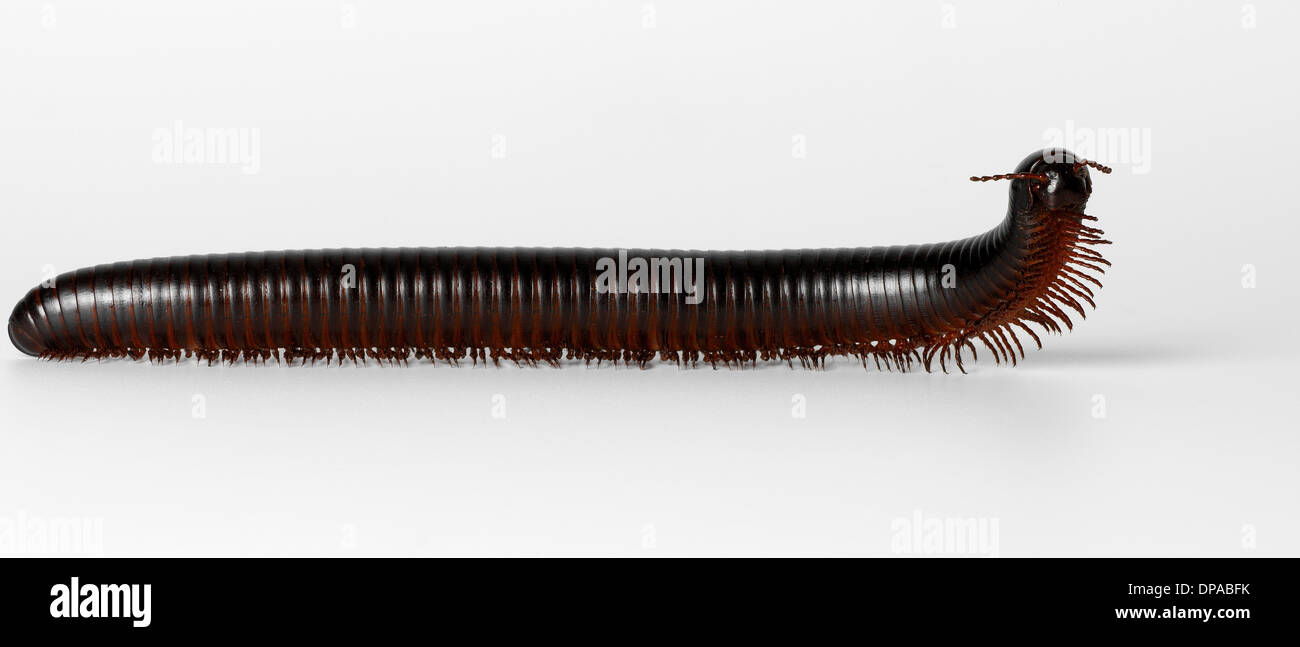 Milpiés gigante Foto de stock