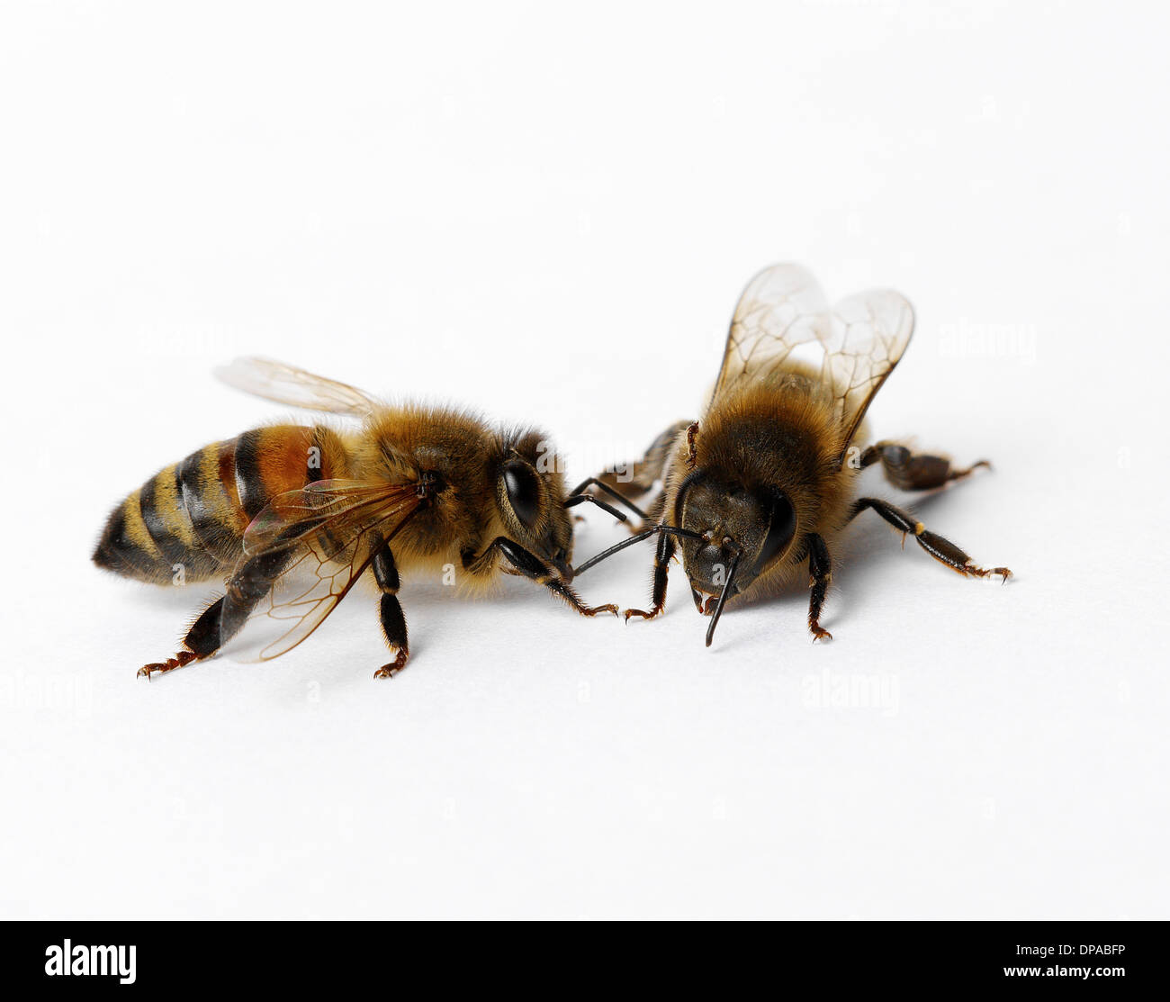 Miel de abejas Foto de stock