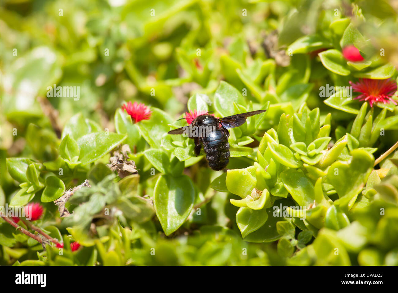 Negro carpintero abeja en flor Foto de stock