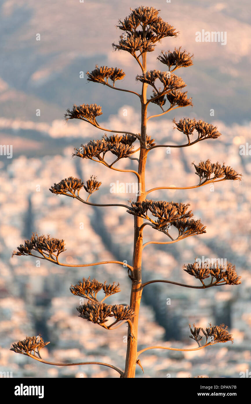 Rama de árbol visto contra la ciudad de Atenas, la capital de Grecia. Foto de stock
