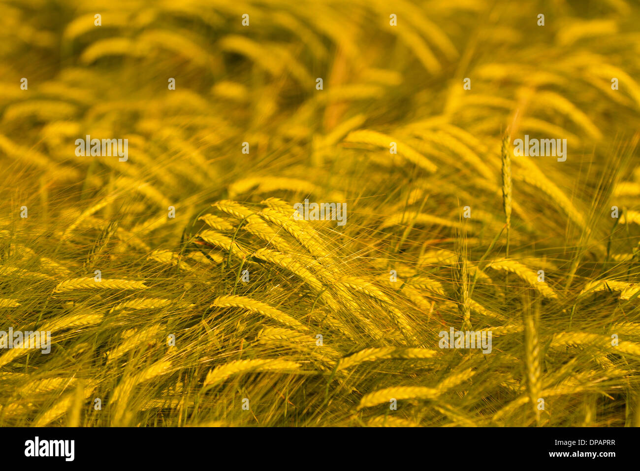 Campo de trigo listo para la cosecha Foto de stock