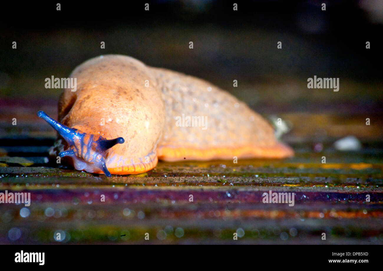 Un slug repta alrededor sobre el suelo húmedo Foto de stock