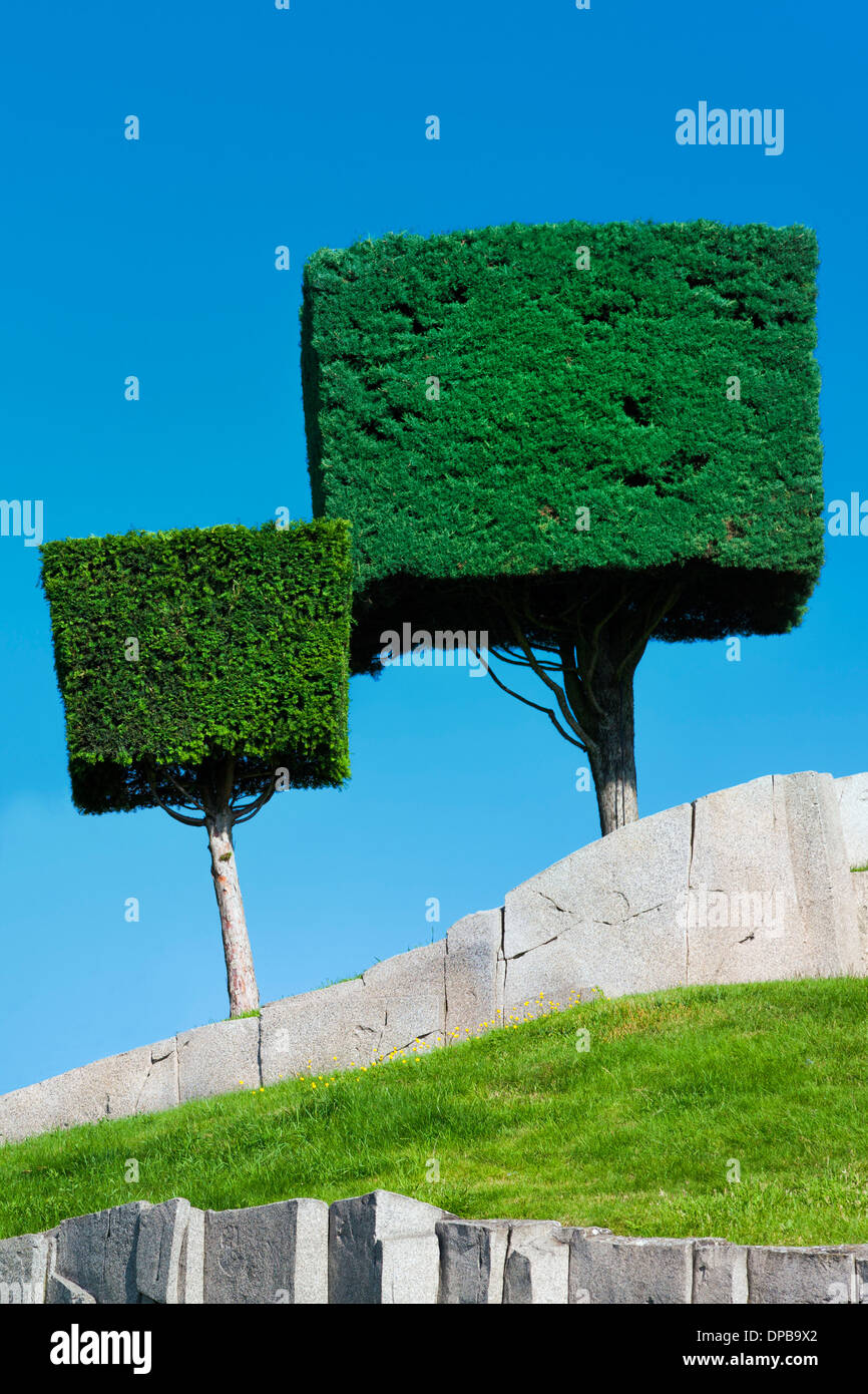 Topiary cúbico de un par de árboles con un fondo de cielo azul Foto de stock