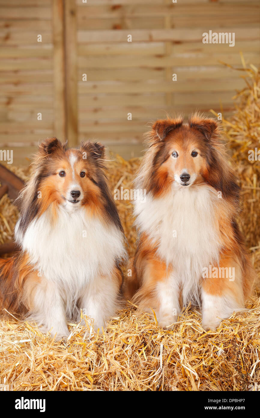 Dos Shelties, Shetland Perros de pastor sentado en el heno Foto de stock