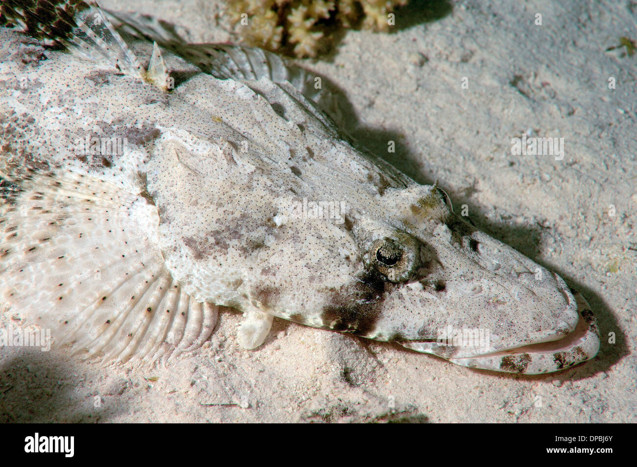 Tentáculos- o Crocodilefish flathead (Papilloculiceps longiceps) Foto de stock