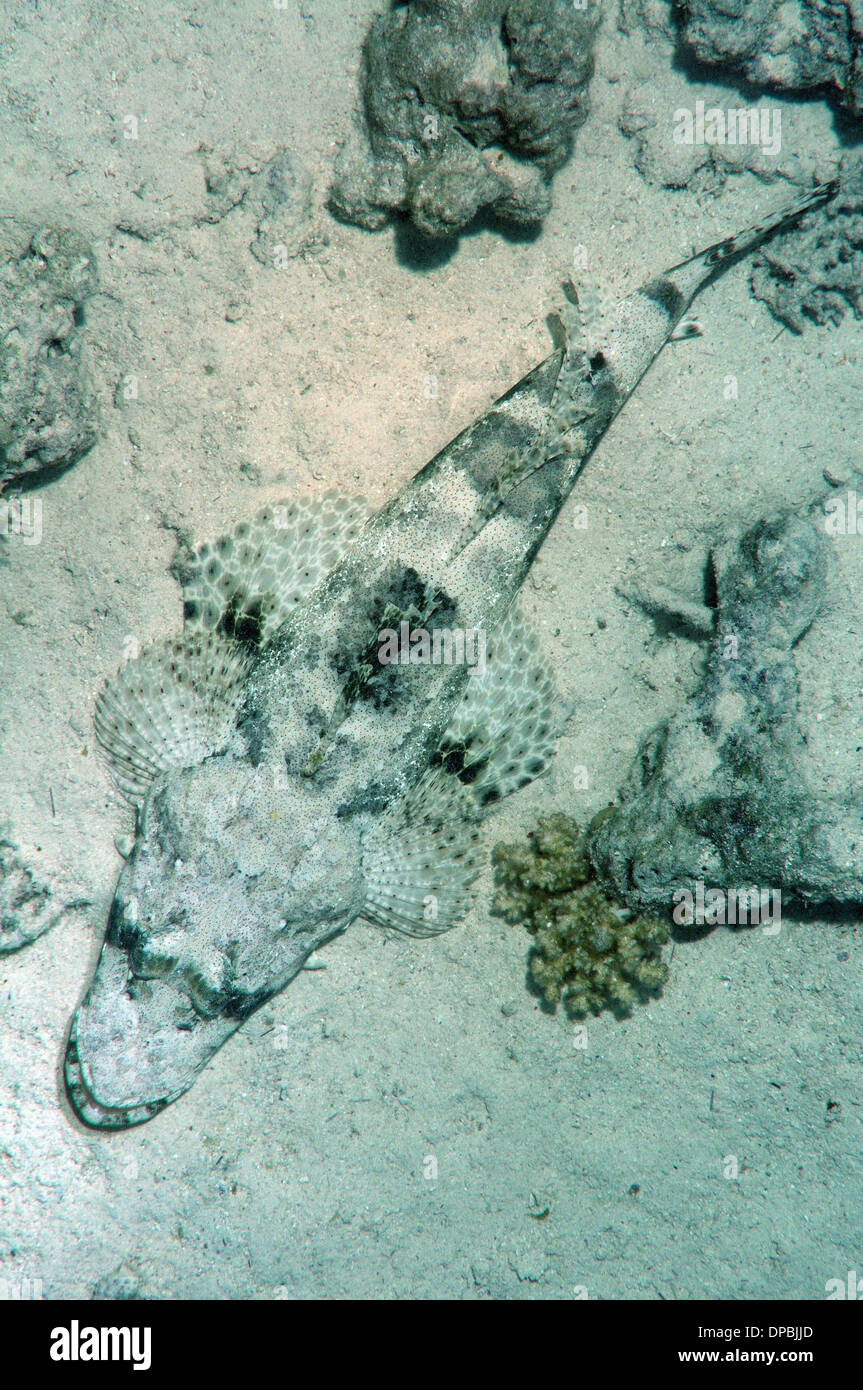 Tentáculos- o Crocodilefish flathead (Papilloculiceps longiceps) Foto de stock