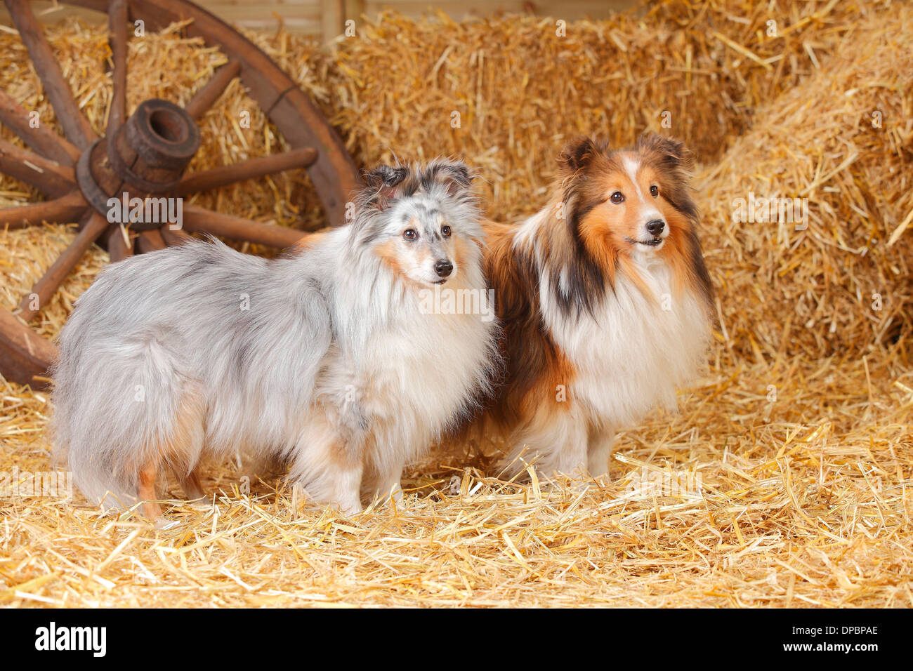 Dos Shelties, Shetland Perros de pastor de pie en el heno Foto de stock