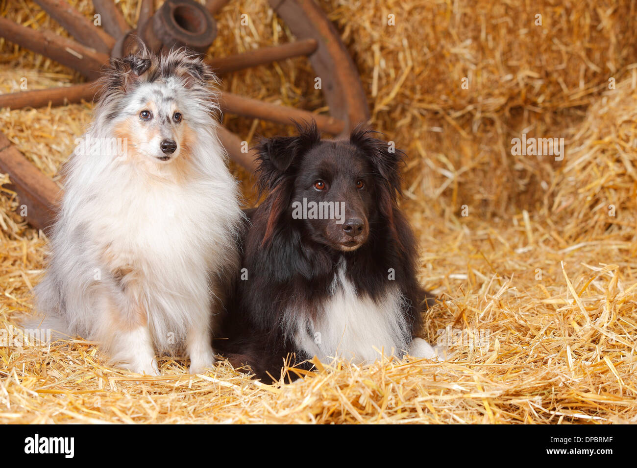Dos Shelties, perros de Pastor de Shetland en el heno Foto de stock