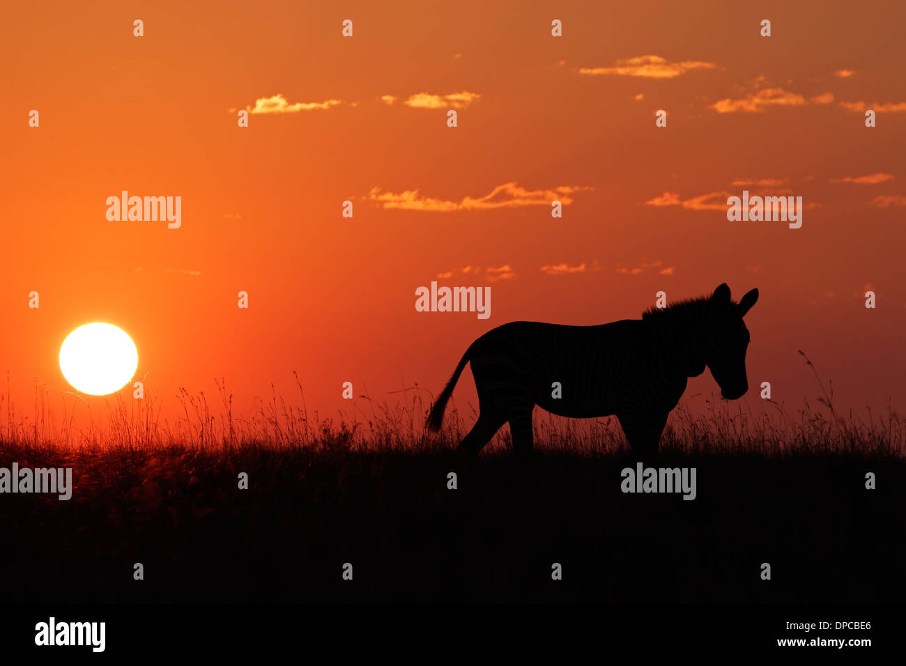 Cape cebra de montaña (Equus zebra) siluetas contra un rojo amanecer, Sudáfrica Foto de stock