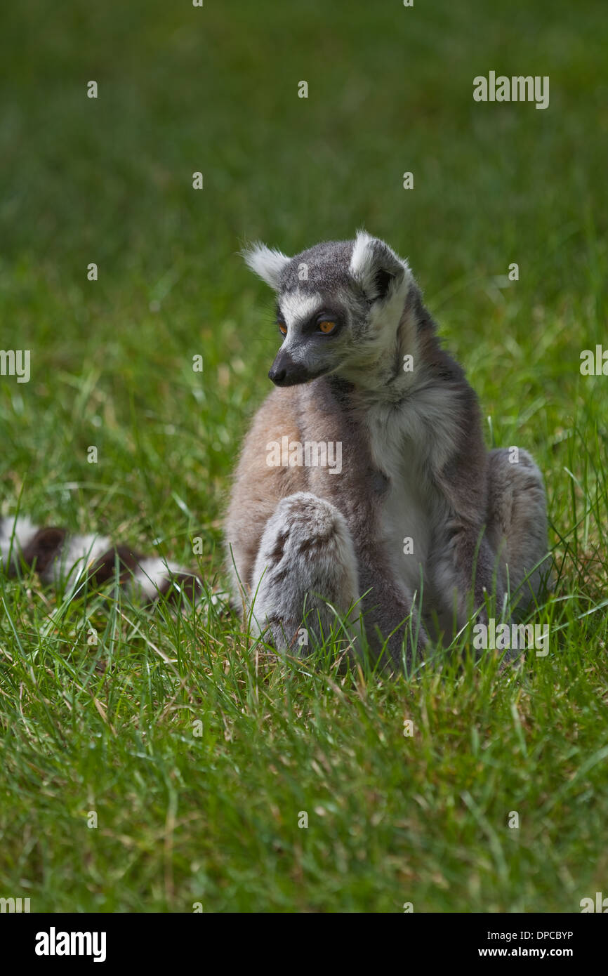 Lémur de cola de anillo (Lemur catta). Foto de stock