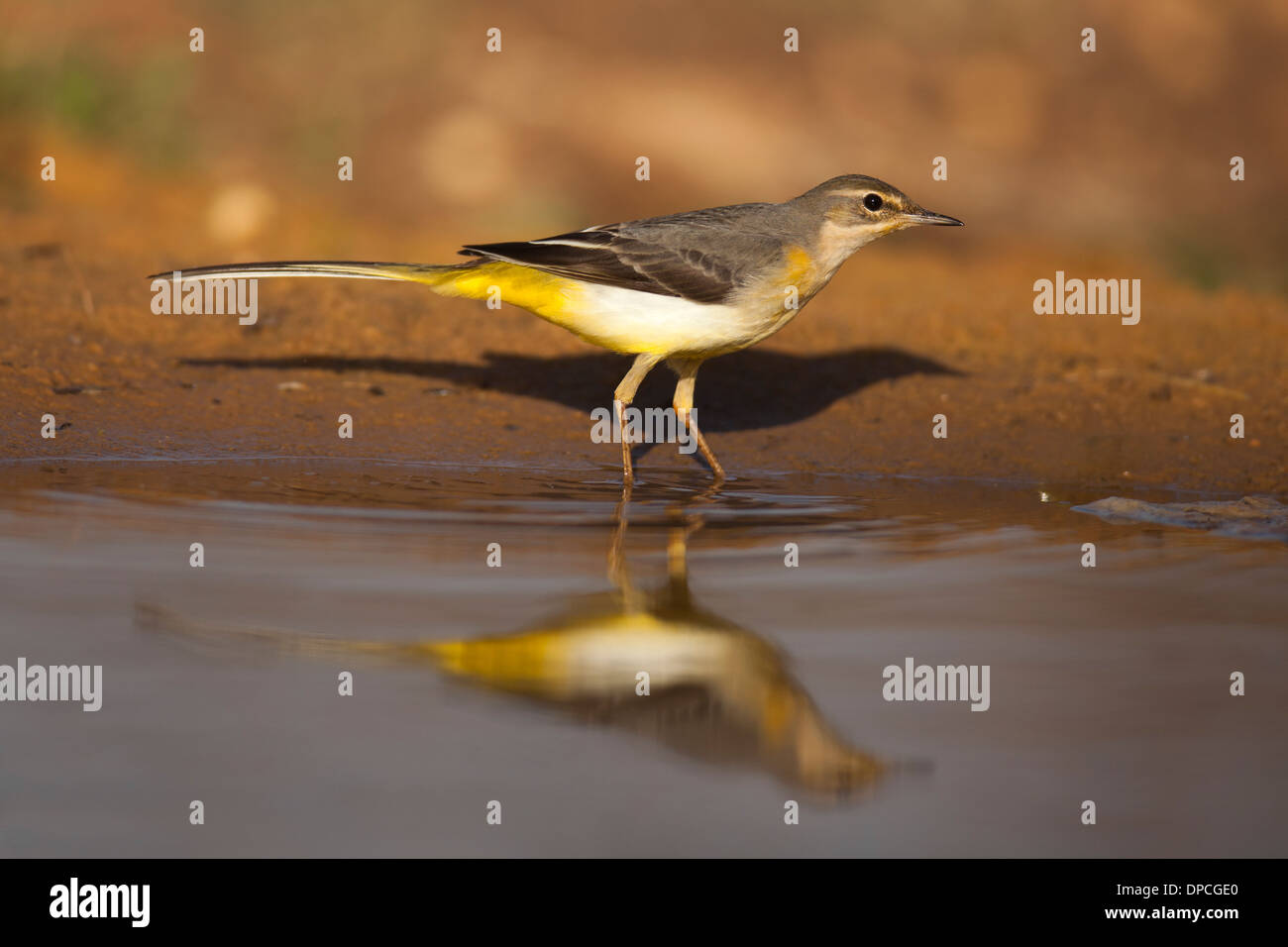 Hembra Wagtail gris (Motacilla cinerea). Lavanderas gris se encuentran a lo largo de las regiones templadas de Europa y Asia y partes de África Foto de stock