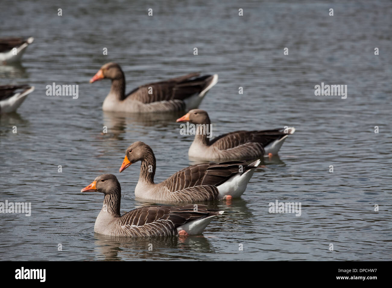 Graylag gansos (Anser anser). Foto de stock
