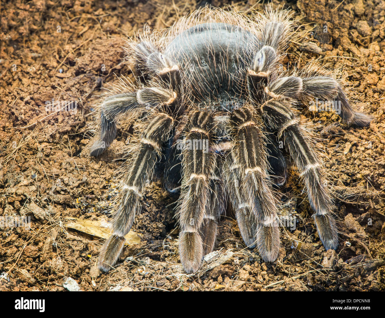 Araña tarántula en la naturaleza. Cerrar macro shot Foto de stock