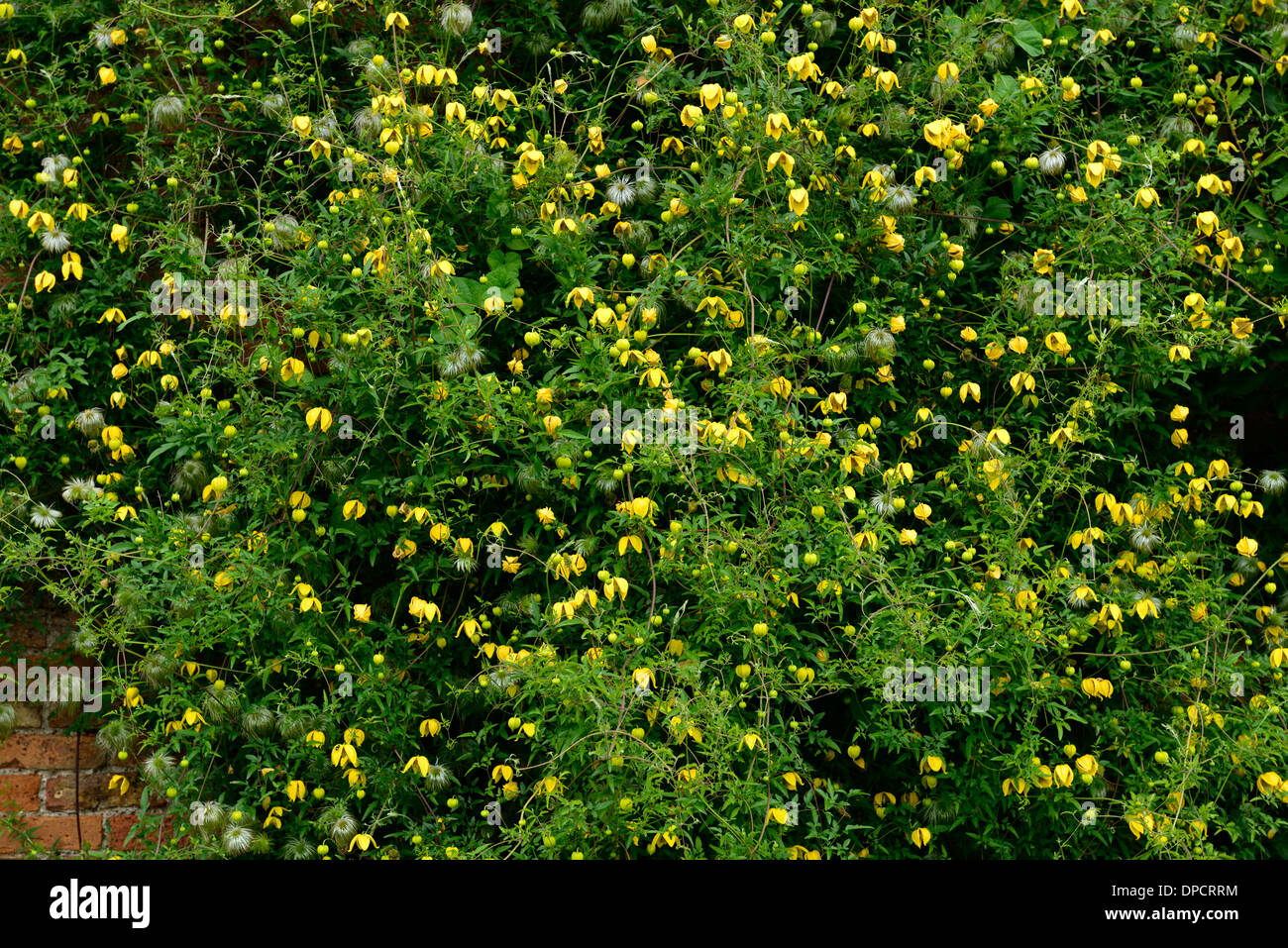 Clematis tangutica vigorosa escalada Escalador subir flor amarilla floración floración planta cubierta de pared Foto de stock