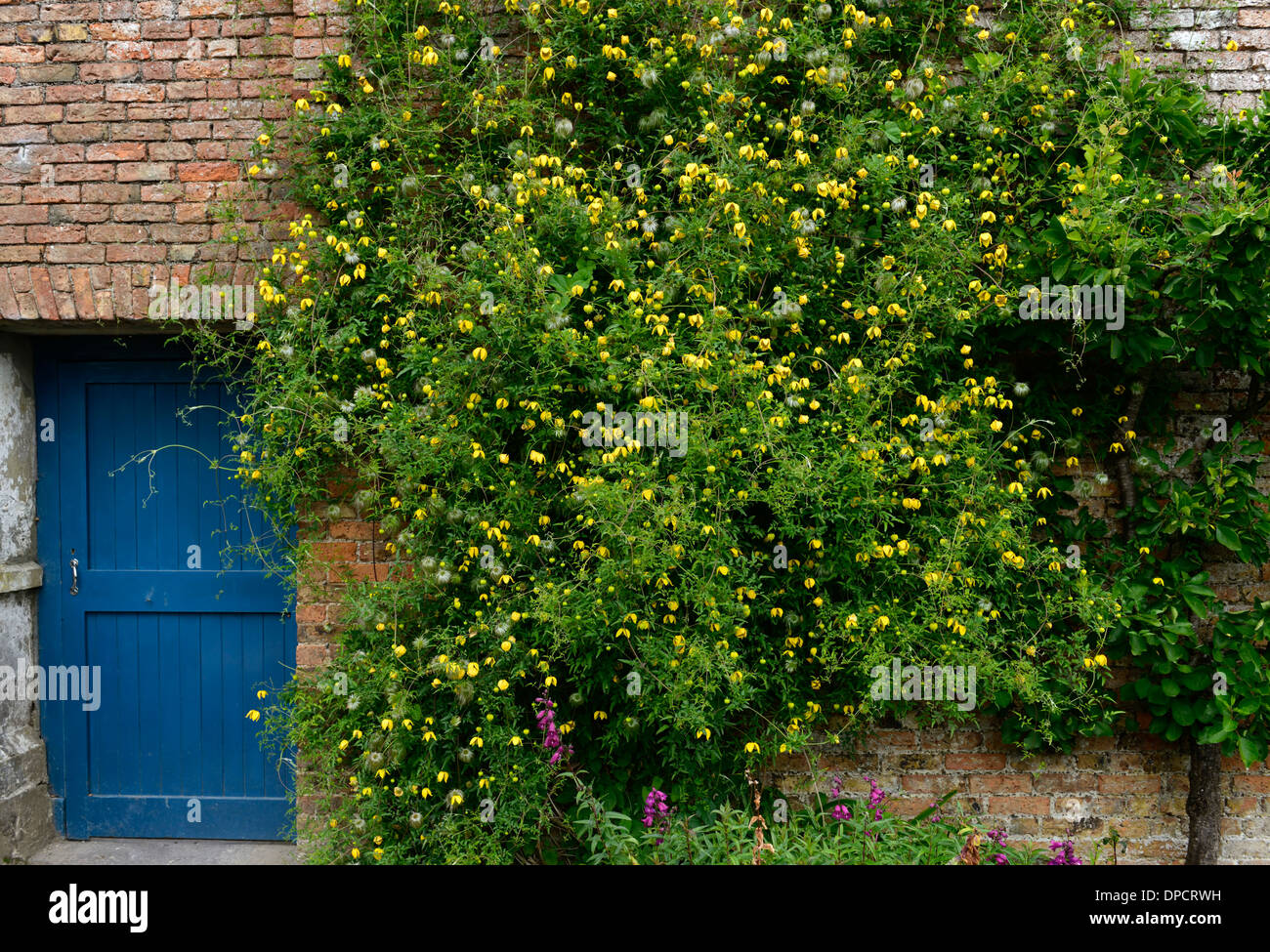 Clematis tangutica vigorosa escalada Escalador subir flor amarilla floración floración planta cubierta de pared puerta azul jardinería Foto de stock