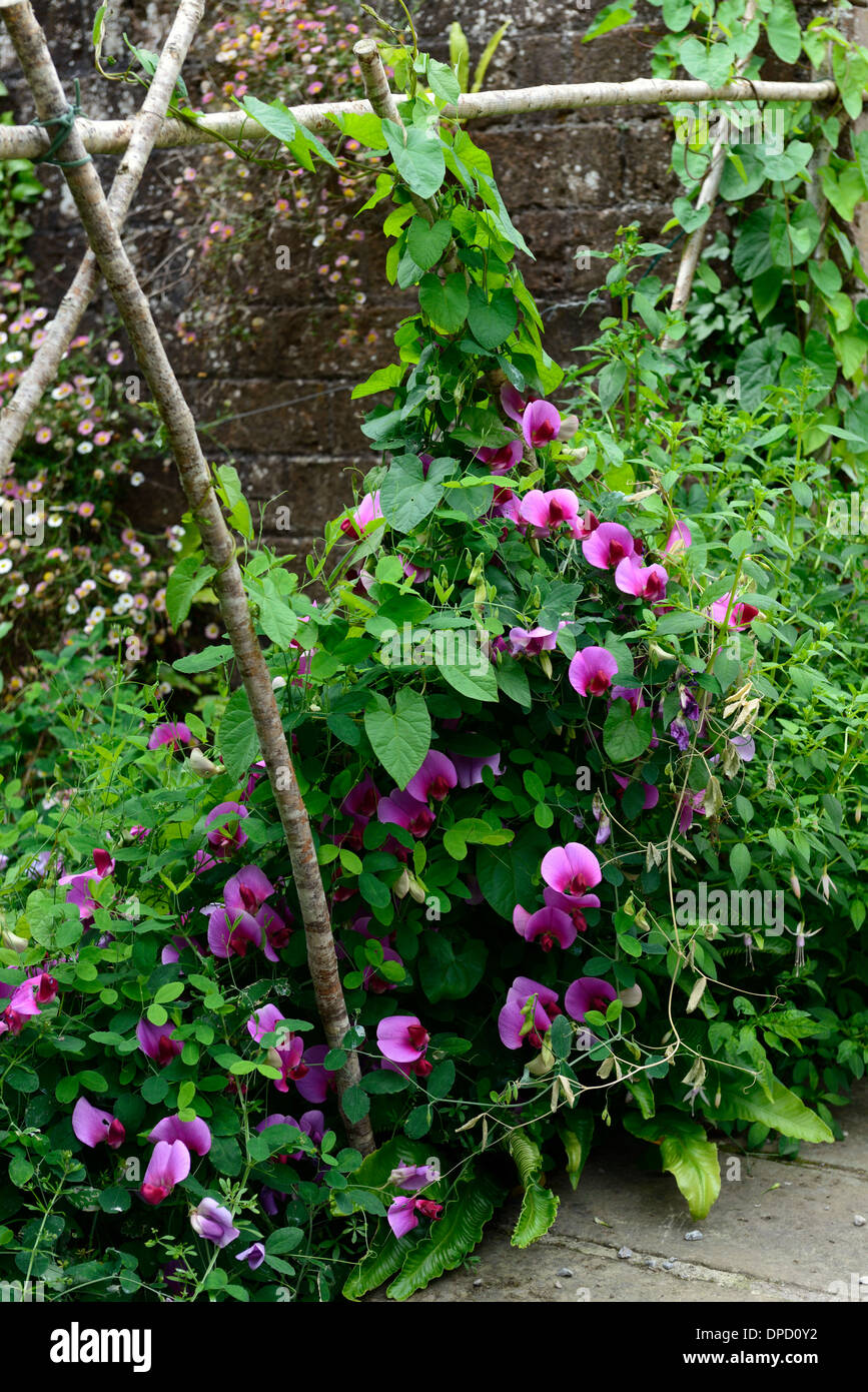 Lathyrus guisantes de olor guisante crecer crecer wigwam planta soporta  frames frame anuarios de verano escaladores escalada flores wigwams  Fotografía de stock - Alamy