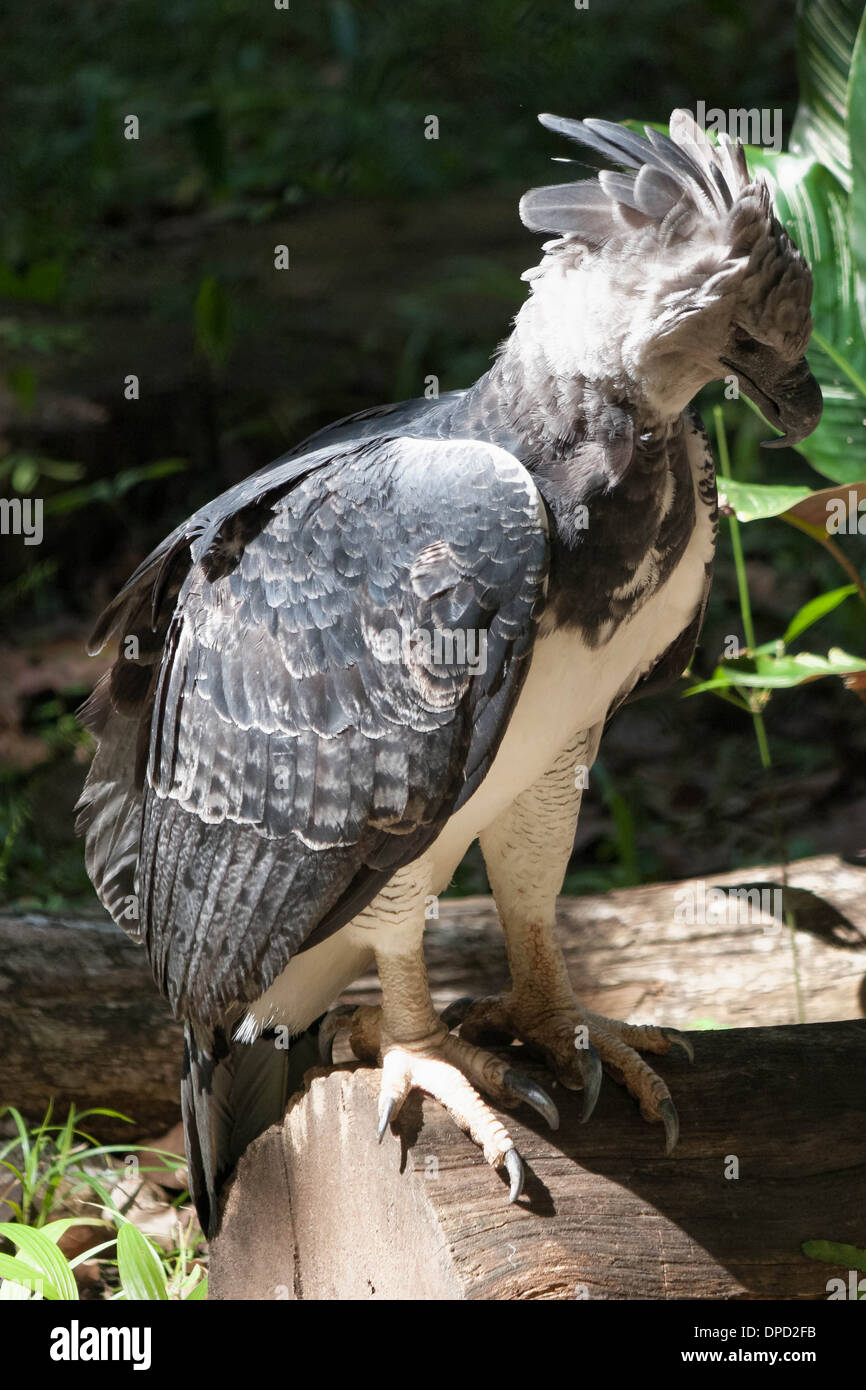 Harpia harpyja águila arpía, ave nacional de Panamá, perfil Fotografía de  stock - Alamy