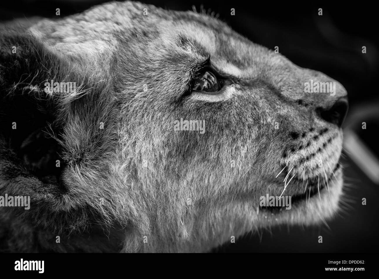 Cachorro de león retrato Foto de stock