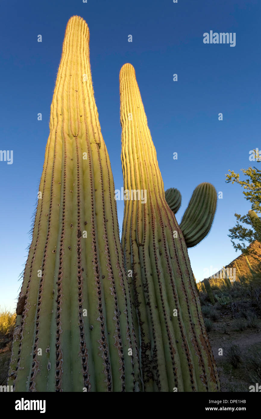 Cactus gigante saguaro (Carnegiea gigantea), el Parque Nacional de Saguaro, al oeste de Tucson, Arizona Foto de stock
