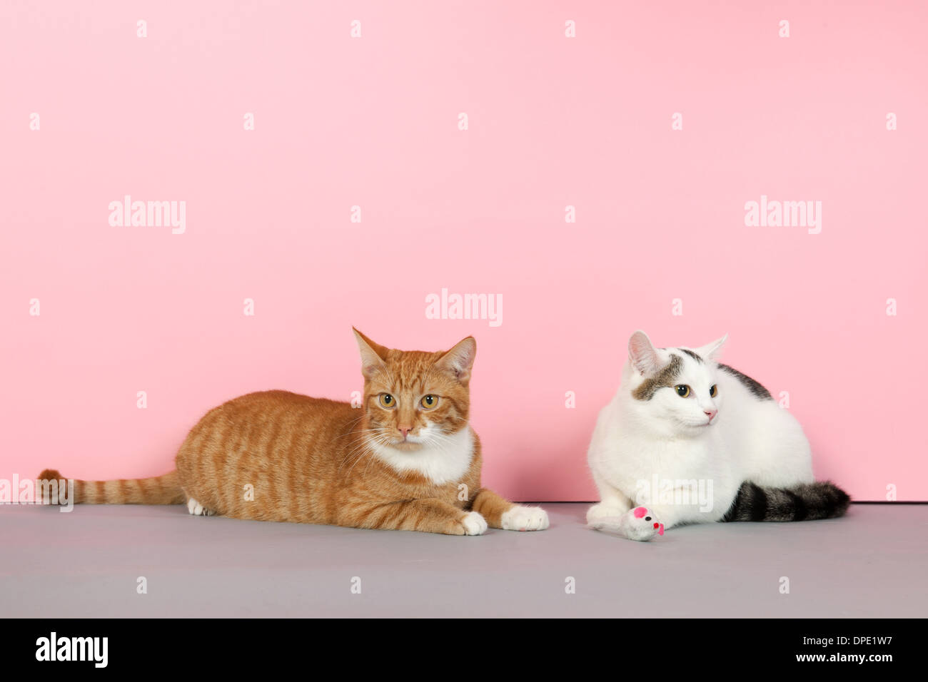 Atigrado rojo y blanco y negro cat están jugando con el mouse sobre fondo de color rosa Foto de stock